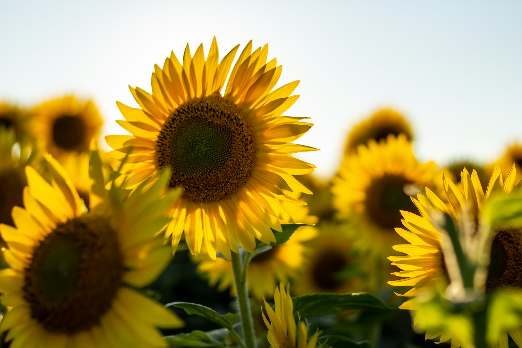 sunflowers